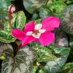 Cyclamen repandum Folha