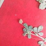 Trifolium dubium Λουλούδι