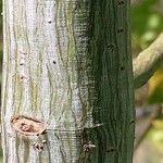 Acer capillipes Kůra