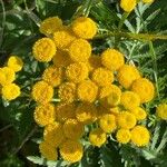 Tanacetum vulgareFlor