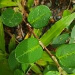 Alysicarpus vaginalis Leaf