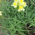 Linaria vulgarisFleur