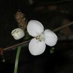 Libertia chilensis Blomst