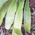 Billbergia pyramidalis Лист