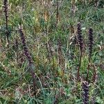 Pedicularis foliosa Habitus