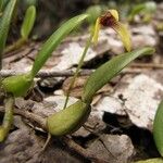 Bulbophyllum ngoyense Habit