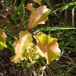 Kalanchoe pinnata Folha