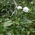 Gymnocoronis spilanthoides Kvet