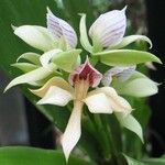 Prosthechea chacaoensis Flower