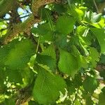 Commiphora schimperi Leaf