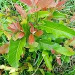 Curatella americana Fuelha