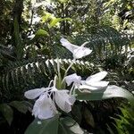 Hedychium coronariumLevél