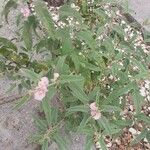 Sphaeralcea angustifolia Fiore