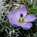 Nototriche phyllanthos 花