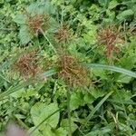 Cyperus distans Цвят