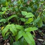 Sanguisorba officinalisYaprak