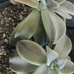 Graptopetalum paraguayenseLeaf