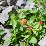 Euphorbia pyrenaica Frucht