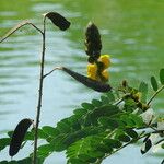 Senna didymobotrya Frucht