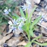 Hyacinthoides lingulata Flower