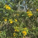 Senna multiglandulosa Blomst