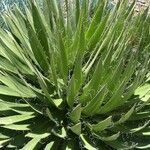 Agave filifera Blad