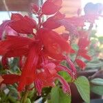Salvia splendens Blüte