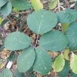 Rubus vestitus Blatt