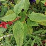 Salvia confertiflora Leaf