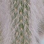 Aporocactus flagelliformis Blad