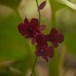 Dendrobium bigibbum Flower