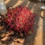 Ferocactus cylindraceus Leaf