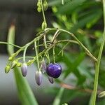 Dianella ensifolia Vrucht