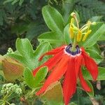 Passiflora manicata Floare