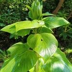 Cardiocrinum giganteum Hoja