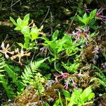 Rhododendron periclymenoides 整株植物