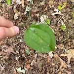 Smilax rotundifolia Leaf