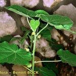 Abutilon theophrasti Bark