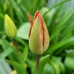 Tulipa agenensis Blüte