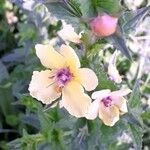 Verbascum blattaria Fleur