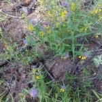 Melampyrum subalpinum Flor