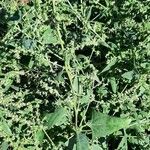 Atriplex littoralis Habitat