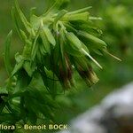 Cerinthe glabra Fruto