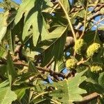 Quercus cerris Плід