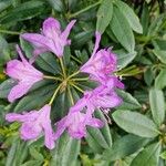 Rhododendron ponticumFiore