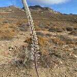 Drimia numidica Flower