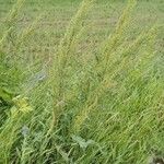 Rumex crispusFlors