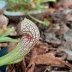 Sarracenia psittacina Yaprak