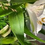 Alstroemeria ligtu Foglia