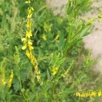 Melilotus officinalis Flor